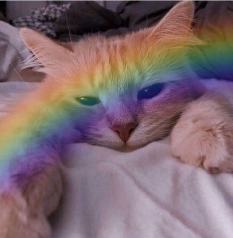 Trippy Cat, Funny Looking Cats, Cutee Animals, Gorgeous Cats, Silly Cats Pictures, Cute Cats Photos, Bad Cats, Rainbow Cat, Cat Icon