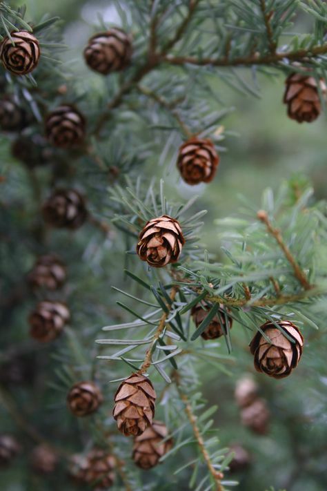 Landscape Photography Trees, Natal Natural, Winter Landscape Photography, Fall Photography Nature, Best Landscape Photography, Nature Photography Trees, Mountain Landscape Photography, Fall Landscape Photography, Nature Photography Flowers