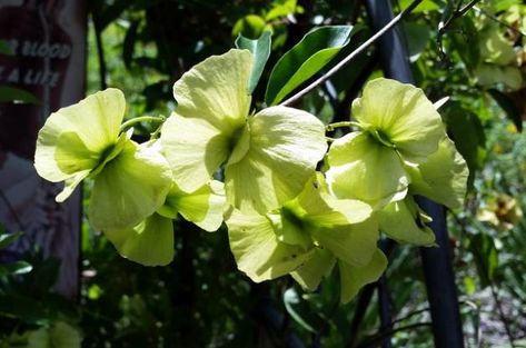 Drought Tolerant Butterfly Vine Drought Resistant Trees, Butterfly Vine, Grow Butterflies, Xeriscape Landscaping, Garden Butterfly, Florida Gardening, Butterfly Plants, Garden Vines, Ground Cover Plants