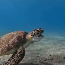 Turtle was like, "Ahh ahh! that's a bad fire worn! BAD!" - Video Bad Video, Entertainment Sites, Funny News, Have A Good Time, A Turtle, Funny Fails, Reaction Meme, New Video, Good Time