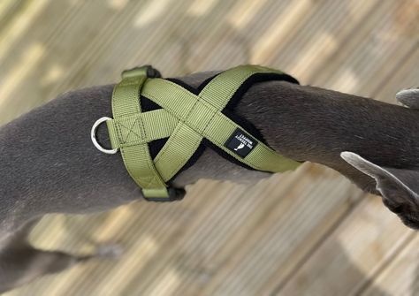 Italian Greyhound Harness, Blue Whippet, Whippet Collar, Grey Hound, Whippet Puppies, Italian Greyhound Dog, Dog Equipment, Service Dogs Gear, Pet Corner