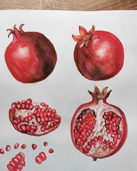 Open Pomegranate Drawing, Pomegranate Pencil Drawing, Pomagranet Painting, Pomagranet Drawing Reference, How To Draw A Pomegranate, Pomagranet Art Painting, Pomogranette Drawing, Pomegranate Drawings, Pomegranate Reference