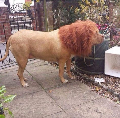 wig 20$, glances of neighbors - priceless! - Imgur Tibetan Mastiff, Image Chat, English Mastiff, Can't Stop Laughing, Have A Laugh, Cane Corso, Laughter Is The Best Medicine, Laughing So Hard, Really Funny Pictures