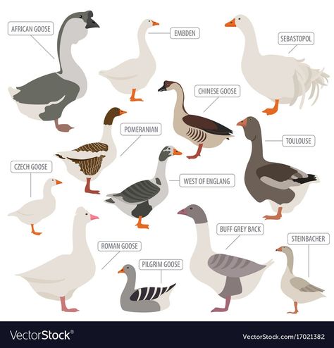 Sebastopol Geese, Geese Breeds, Best Egg Laying Chickens, Pigeon Pictures, Animal Classification, Bird Identification, Down On The Farm, Concept Art Drawing, Animal Posters