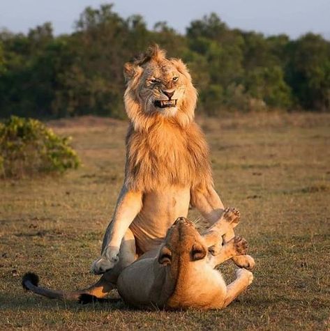 The King of The Jungle on a Mission-ARY Assignment Lion Couple, Masai Mara Kenya, Masai Mara National Reserve, Lion And Lioness, Lion Love, Masai Mara, Wildlife Photos, Cheetahs, A Lion