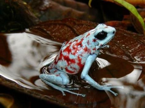 Poison Arrow Frog, Poison Arrow, Poison Frog, Amazing Frog, Poison Dart, Frog Pictures, Dart Frog, Frog And Toad, Tree Frogs