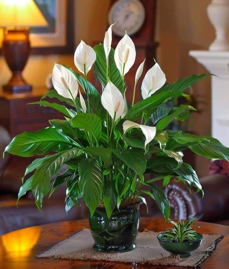 House plants lovers addicted | Growing a peace lily (Spathiphyllum) is a rewarding experience, as it is known for its elegant white flowers and lush green foliage | Facebook Peace Lily Indoor, Peace Lilies, Lily Plant, Peace Lily Plant, Live Indoor Plants, Euphorbia Milii, Lily Plants, Potted Houseplants, Indoor Gardens