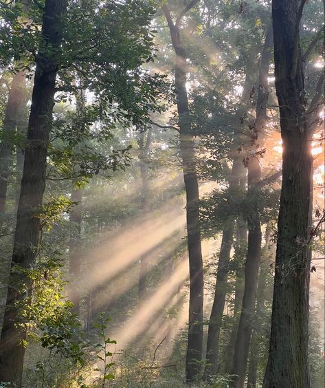 Whimsical Photography, Whimsical Aesthetic, Wood Forest, Whimsical Forest, Forest Photography, Baby Angel, Life Goes On, Instagram Inspiration, Wildlife Photography