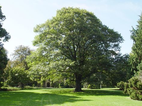 Fall Bark, Northern Red Oak, Replace Lawn, Red Oak Leaf, Plant House, Lower Limb, Large Yard, Shade Trees, Small Yard