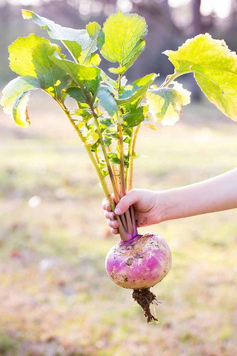 Are you looking for the perfect easy-to-grow and nutritious fall or spring crop for your garden? One that appreciates cool weather? Look no further than the humble turnip. Grow these tasty cole crops for their greens and roots! And if you have a cool spot to stack them, they store well for an incredibly long time. Find out more on Gardener’s Path now. #fallvegetables #turnips #gardenerspath Turnip Photography, Turnip Plant, Grow Turnips, Growing Turnips, Veggies Garden, Spring Crops, Giant Sunflower, Turnip Greens, Garden Vegetables