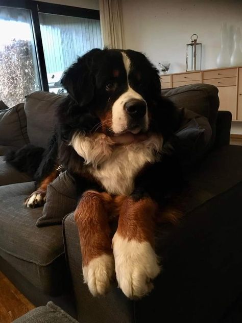 Saint Bernese Mountain Dog, Alabai Dog, Burmese Mountain Dogs, Bernese Dog, Ali Hazelwood, Not In Love, Very Cute Dogs, Really Cute Dogs, Pretty Animals