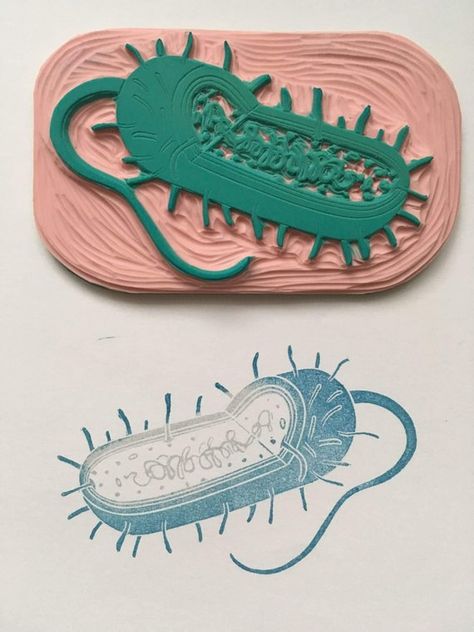 Cell Anatomy, Anatomy Structure, Bacteria Cell, Prokaryotic Cell, Hand Carved Rubber, Homeschool Supplies, Linoleum Print, Linocut Printmaking, Lino Art