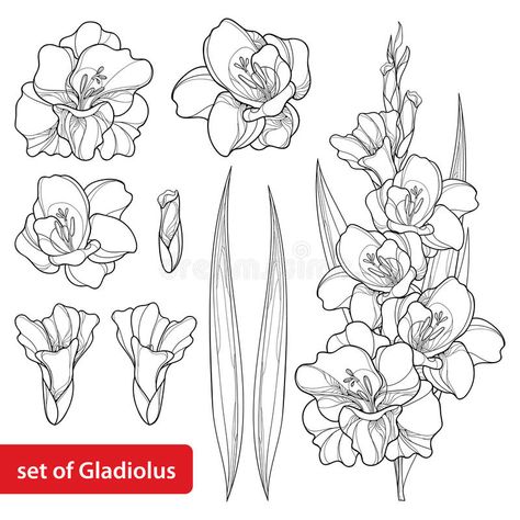 Gladiolas Tattoo, Gladiolus Flower Tattoos, Hur Man Ritar Blommor, White Background Floral, Gladiolus Tattoo, Flower Tat, Flower Tattoo Drawings, Gladiolus Flower, Poppies Tattoo