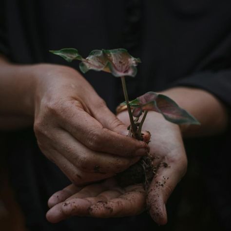 Hand Holding Plant Sapling · Free Stock Photo Hands Gardening, Hands Holding Plant, Focus Poster, Poster Images, Swiss Family Robinson, Neo Classical, Male Hands, Hand Holding, Growing Flowers