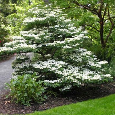 Summer Snowflake, Viburnum Plicatum, Garden Shrubs, Moon Garden, Garden Landscape Design, Evergreen Shrubs, White Gardens, Shade Plants, Garden Trees