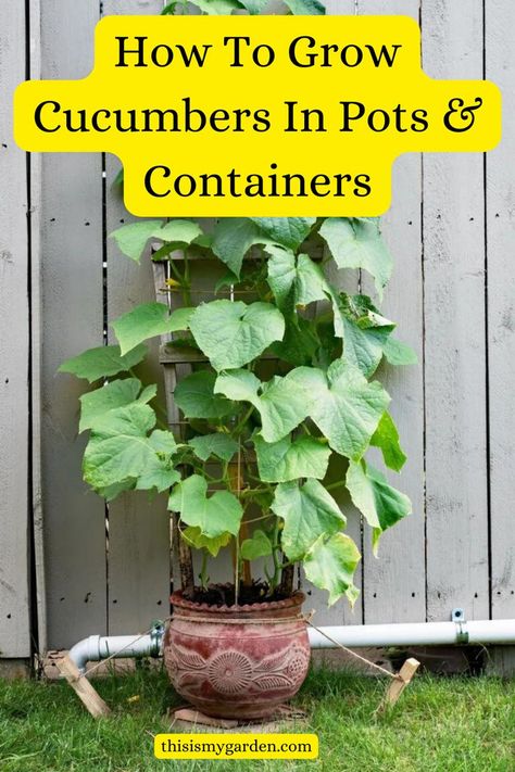 A cucumber plant growing in a pot and trellised up against a fence. From thisismygarden.com. Cucumbers In Pots, How To Grow Cucumbers, Pot Trellis, Grow Cucumbers, Cucumber Gardening, Cucumber Varieties, Growing Zucchini, Growing Food Indoors, Cucumber Trellis