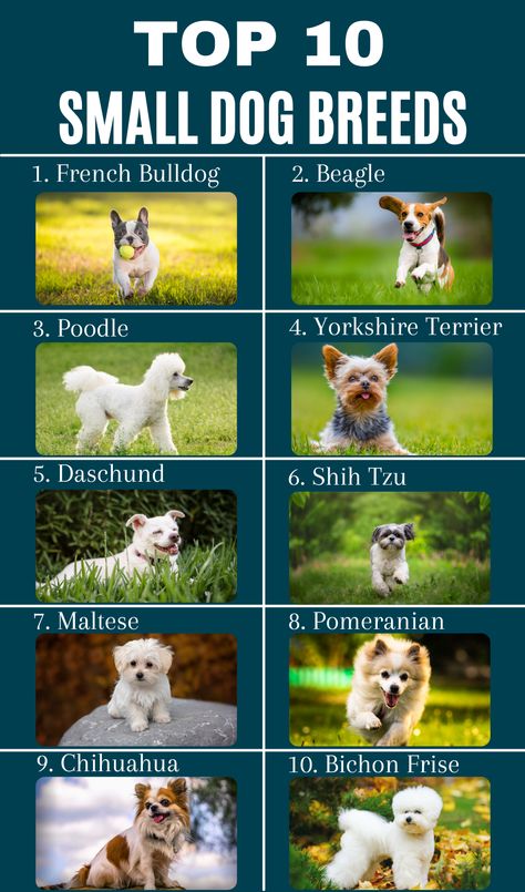 Dogs Small Breed, Different Dog Breeds Pictures, Cute Small Pets To Have, Cute Small Breed Dogs, Small To Medium Dog Breeds, Small Dog Breeds Low Maintenance, Small Dogs That Dont Shed, Small Dog Aesthetic, Small Dog Breeds Chart