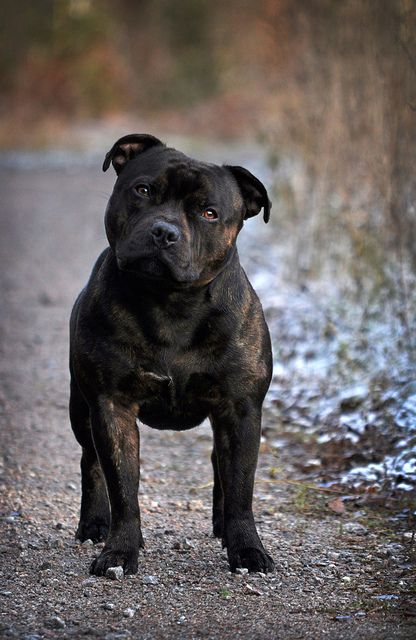 A Staffordshire bull terrier was my first dog and this dog is identical to my be-loved, Buster. I had Buster for 13 years, he was my best friend. English Staffordshire Bull Terrier, Pitt Bull, Staffordshire Bull Terriers, Staffordshire Terriers, Pit Bull Love, American Staffordshire Terrier, Bull Terrier Dog, Staffordshire Bull Terrier, Bully Breeds