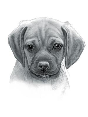 Puggle Dog Cheagle Dog, Puggle Puppies, Puggle Dogs, Dog Drawings, Dog Sketch, Sweet Dogs, Dog Drawing, Eye Drawing, Dog Names