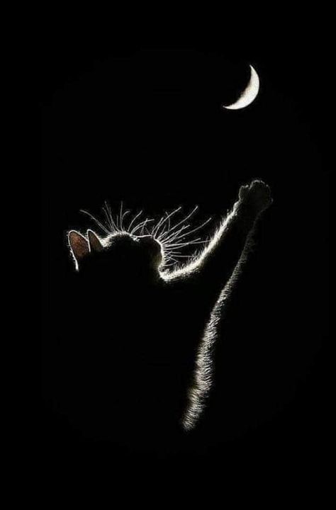 برج الميزان, Widget Pictures, Wallpaper Gatos, Cat Phone Wallpaper, Cat Profile, Funny Cat Wallpaper, Cat Phone, Cute Cat Wallpaper, Cute Cats Photos