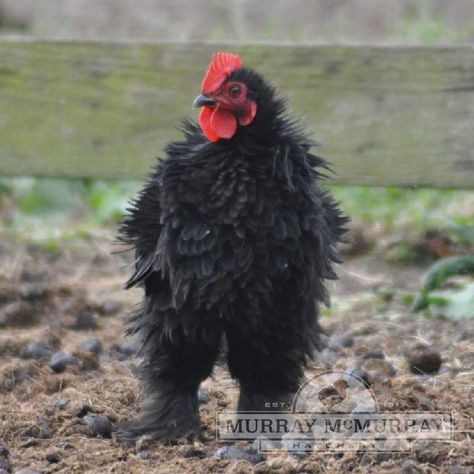 Black Frizzle Cochin Bantam Cochin Bantam, Backyard Chickens Diy, Frizzle Chickens, Poultry Equipment, Day Old Chicks, Mini Farm, Chicken Diy, Backyard Chickens, Chickens Backyard