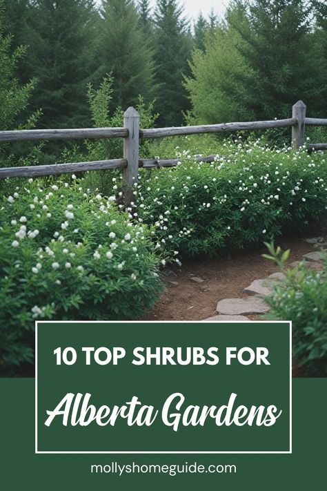 Discover the best shrubs for Alberta to enhance your garden! Explore a variety of options, from dwarf evergreens like Dwarf Alberta Spruce to low maintenance flowering shrubs. Whether you're looking for privacy trees for your yard or colorful flowering trees for Alberta, there's something here for every need. These top choices are perfect for hardiness zone 4 and will thrive in Central Alberta's climate. Find the best garden plants that are low growing and ideal for small spaces or shaded areas. Alaska Landscaping, Best Garden Plants, Alberta Spruce, Privacy Trees, List Of Flowers, End Of Winter, Flowering Shrubs, Best Garden, Garden Trees