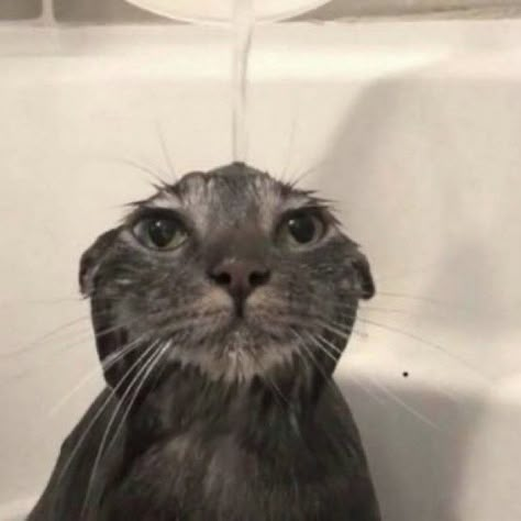 Cat In Bathtub, Wet Cat, Water