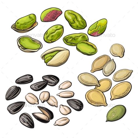 Collection Of Pistachio, Sunflower And Pumpkin Pumpkin Seeds Drawing, Pumpkin Seed Tattoo, Sunflower Seed Drawing, Seeds Illustration, Foodie Illustration, Seed Tattoo, Breakfast Granola, Seashell Tattoos, Dried Fruit Mix