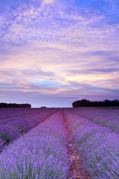 Provence lavender sunset. Sunset over a summer lavender field in Provence, Franc , #affiliate, #sunset, #lavender, #Provence, #Sunset, #France #ad Beverly Hills Hotel Wallpaper, Lavender Sunset, Sunset Tumblr, Lavender Provence, Shades Of Lavender, Beautiful Summer Wallpaper, Field Wallpaper, Provence Lavender, Cute Summer Wallpapers