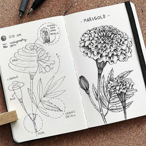 How To Draw Botanicals Step By Step, Botanical Drawings Tutorial, Flower Texture Drawing, Flower Art Drawing Sketches, Guidelines Drawing, Flower Ink Drawing, Floral Art Drawing, Botanical Sketching, Flower Drawing Tumblr