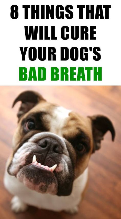 Bad Dog Breath Get Rid Of, Bad Breath In Dogs Remedies, How To Get Rid Of Bad Dog Breath, Bad Breath In Dogs, Stinky Dog Breath Remedies, Bad Breath Dog Treats, Dogs Bad Breath, Dog Treats Homemade For Bad Breath, Bad Breath Remedy For Dogs