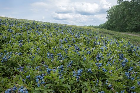 Wild Blueberry Recipes, Boston Travel Guide, Downeast Maine, Northern Maine, Visit Maine, Visiting Boston, Boston Travel, Maine Travel, Blueberry Bushes