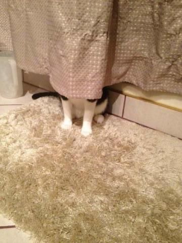 16 Cats That Are Good At Hiding | Cuteness Sneaky Cat, Ninja Cats, Cat Playground, Cat Hiding, Cute Little Kittens, Animals Friendship, Silly Cats Pictures, Cute Cats Photos, Sketch A Day