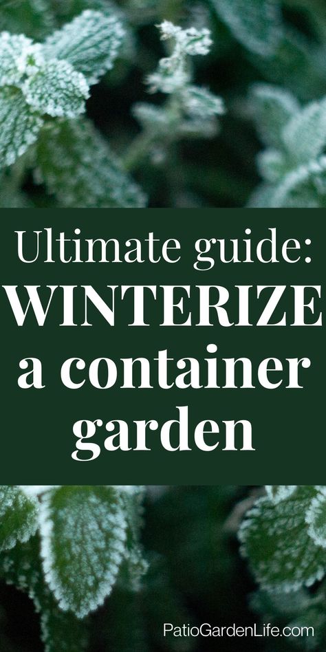 Dark green leaves covered in frost crystals, with overlay text "Ultimate guide: Winterize a container garden" Evergreen Container, Winter Container Gardening, Outside Plants, Winter Crops, Balcony Plants, Overwintering, Winter Plants, Garden Veggies, Outdoor Pots