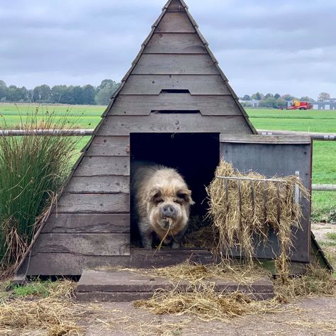 Pet Cow House, Small Pig Pen Ideas, Hog Pens Ideas, Pig Enclosure Ideas, A Frame Pig Shelter, Kune Kune Pigs House, Pig Houses Outdoor, Kunekune Pig Pen, Pig Pen Ideas Shelters