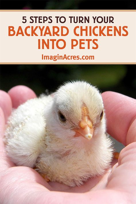 If you started raising backyard chickens for fresh eggs, but quickly found yourself pampering them as a pets, this post is for you. Clipping Chickens Wings, Baby Chicks Raising, Raising Chicks, Raise Chickens, Chicken Treats, Raising Backyard Chickens, Chicken Garden, Keeping Chickens, Backyard Chickens