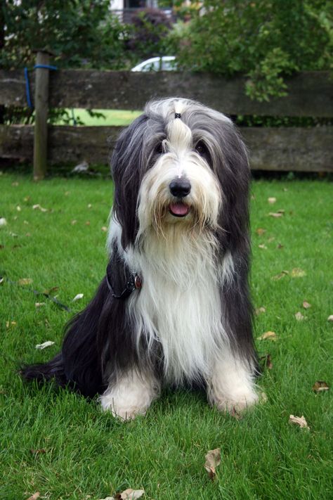 Bearded Collie Puppies, Briard Dog, Disabled Dog, Collie Puppies, Bearded Collie, I Like Dogs, Animal References, Collie Dog, American Kennel Club