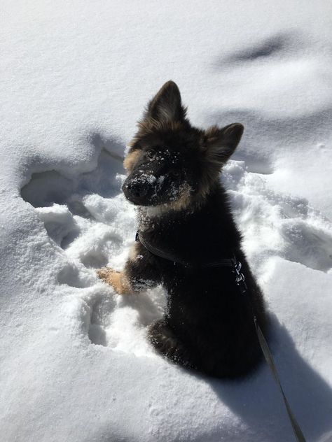 Time Stands Still, German Shepherd Puppy, Very Cute Dogs, Shepherd Puppy, Pretty Dogs, Cute Animals Images, Pretty Animals, You Love Me, Silly Animals