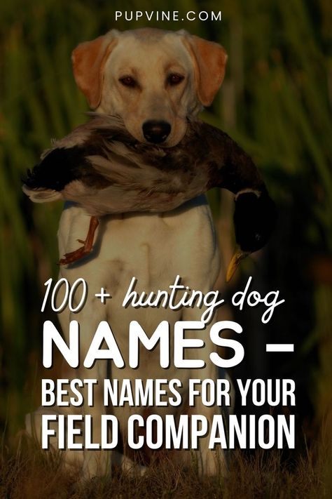 Choosing a hunting dog name can be a daunting task – but some names simply sound better than others. Here are a few name ideas. Country Dog Names, Hunting Dog Names, Hunting Ideas, Dog Names Unique, Dogs Quotes, Hunting Dogs Breeds, Best Names, Girl Dog Names, Female Dog Names