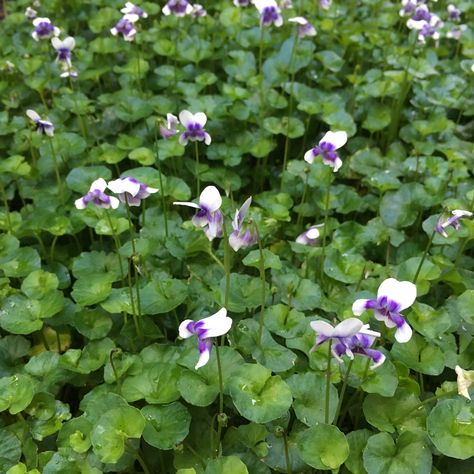 Karen Sutherland introduces native violets - great for your garden and in spring salads. Native Violet Ground Cover, Native Violet, Maine Garden, Edible Weeds, Perennial Ground Cover, Preschool Garden, Eden Design, Narrow Garden, Ground Covers