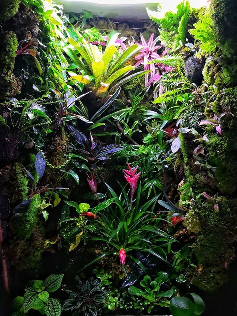 Geko Terrarium, Living Terrarium, Dart Frog Terrarium, Dart Frog Vivarium, Terrarium Inspiration, Bioactive Vivarium, Tropical Terrariums, Terrarium Tank, Frog Terrarium