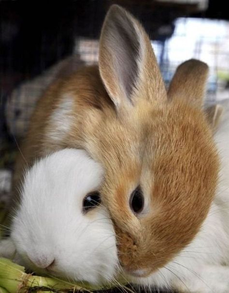 Aww! They love each other:) Two Rabbits, Bunny Lovers, Baby Bunnies, Hamsters, Cotton Ball, White Rabbit, Cute Creatures, Sweet Animals, Animals Friends