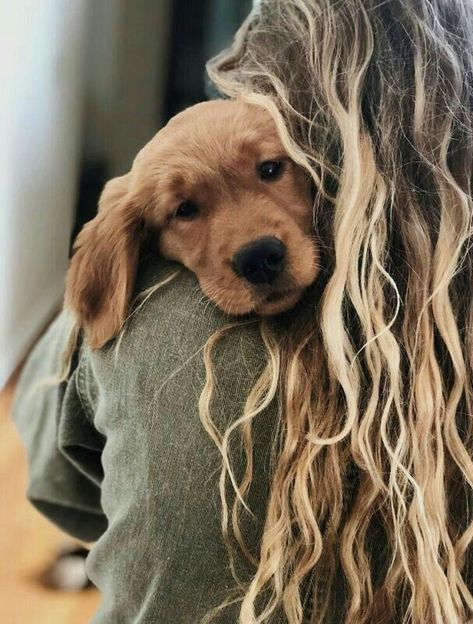 golden dog retriever cute goodboy Colorful Hairstyles, Golden Dog, A Dog, Express Yourself, Blonde, Hairstyles, Hair