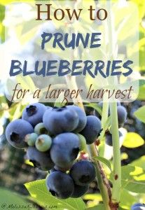 Want a larger harvest of blueberries? Learn how to prune blueberry plants for a larger harvest. Great step by step tutorial, plus love her tips for what to add to the soil. If you want to put in blueberries or already have them, you need to read this tutorial now. Blueberries Growing, Pruning Blueberry Bushes, Blueberry Gardening, Growing Blueberries, Blueberry Plant, Blueberry Bushes, Organic Vegetable Garden, Have Inspiration, Organic Gardening Tips