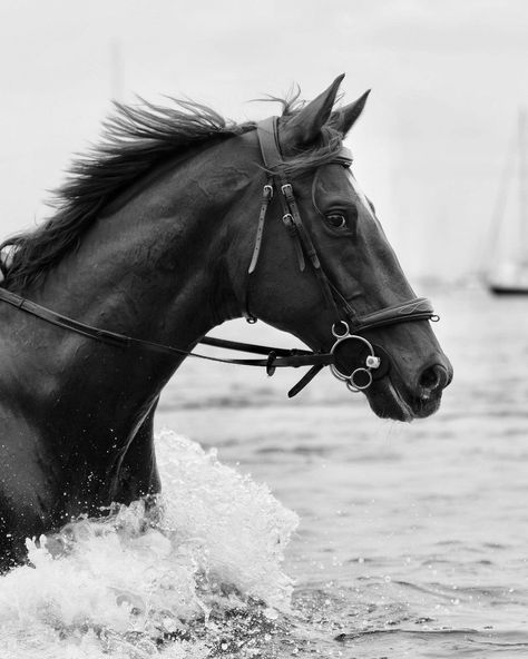 Black Horse Wallpaper Iphone, Aesthetic Horse Riding, Horse Background, Equestrian Photography, Rare Horses, Black And White Picture Wall, Horse Wallpaper, Horse Aesthetic, Black Horses