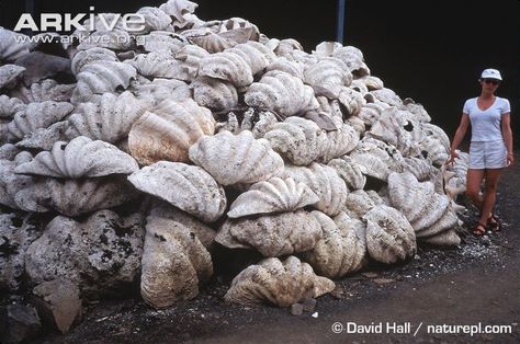 Big Shells, Shell Garden, Tropical Underwater, Giant Clam Shell, Mami Wata, Giant Clam, Big Shell, Clam Shells, Garden Border