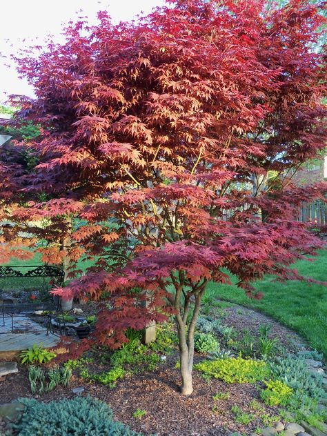 Nina and Bob's garden in Tennessee | Fine Gardening Japanese maple Acer palmatum ‘Bloodgood’ near pergola; Hosta 'Francee' just emerging on left; H. ‘Spritzer’ near deck Tree Landscaping Ideas, Hosta Francee, Japanese Maple Garden, Japanese Exterior, Bloodgood Japanese Maple, Tree Landscaping, Hill Landscaping, Landscaping On A Hill, Red Maple Tree