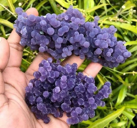 These are not grapes. This is how chalcedony spherulites look like - a translucent mineral, a cryptocrystalline fine-fiber type of quartz. Grape Agate, Geology Rocks, Pretty Rocks, Purple Grapes, Unusual Things, Beautiful Rocks, Mineral Stone, Minerals And Gemstones, Rocks And Gems