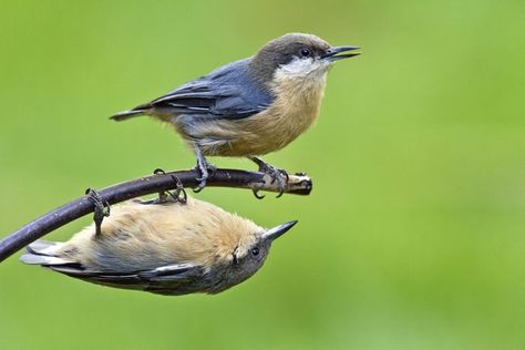 Nuthatch Bird, Insect Eggs, Backyard Birds Feeders, Nuthatches, Conifer Trees, Backyard Entertaining, Tree Trunks, Goldfinch, Backyard Birds