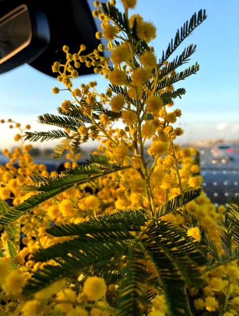 #aesthetic #aestheticwallpaper #flowers #mimosa #mimosaflower #yellow #driving Mimosa Flower Aesthetic, Mimosa Aesthetic, Mimosa Flowers, Mimosa Flower, 2024 Vision, Mimosa, Aesthetic Girl, Aesthetic Wallpapers, Tik Tok